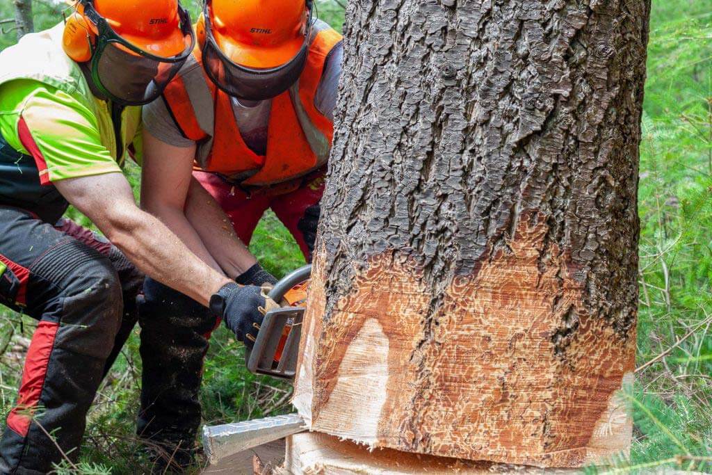 découpe d'un arbre