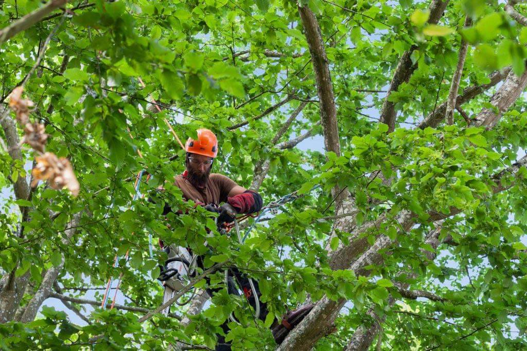 personne en haute taillant un arbre