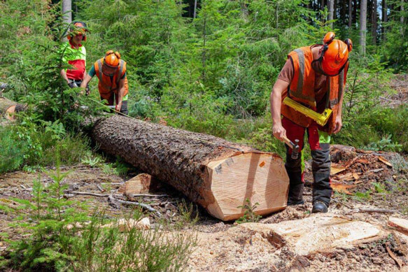 découpe et mesure d'un tronc d'arbre